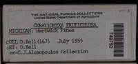 Ceratiomyxa fruticulosa var. fruticulosa image